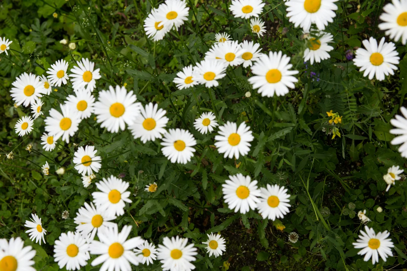 Łąka pełna białych kwiatów rumianku z żółtymi środkami.