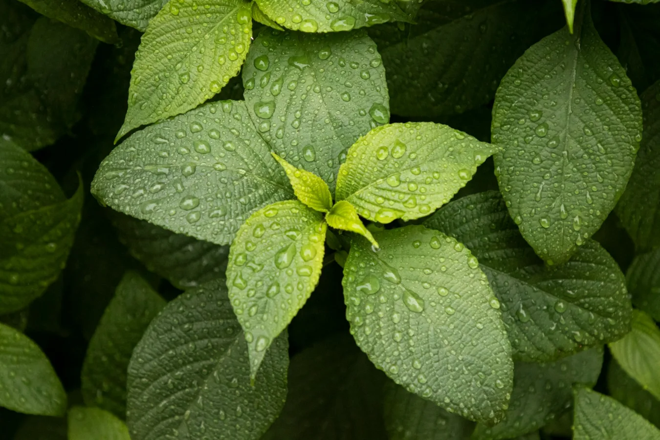 Zielone liście mięty pokryte kroplami deszczu.