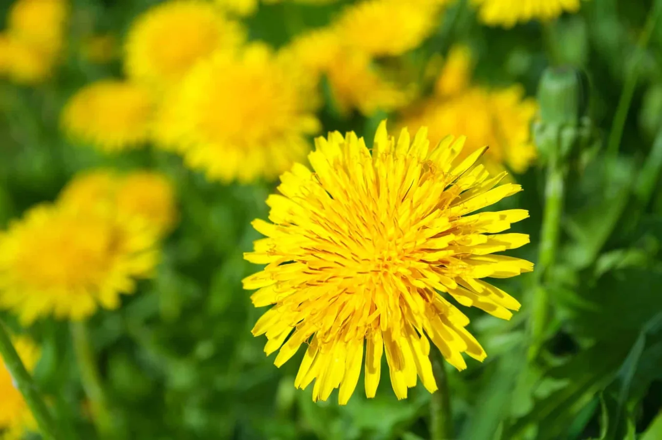 Żółty kwiat mniszka lekarskiego z widocznymi szczegółami płatków i pręcików, otoczony zielonymi liśćmi i trawą, w naturalnym, słonecznym świetle